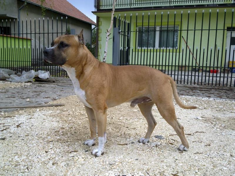 Franstal's Shakespeare in love | American Staffordshire Terrier 