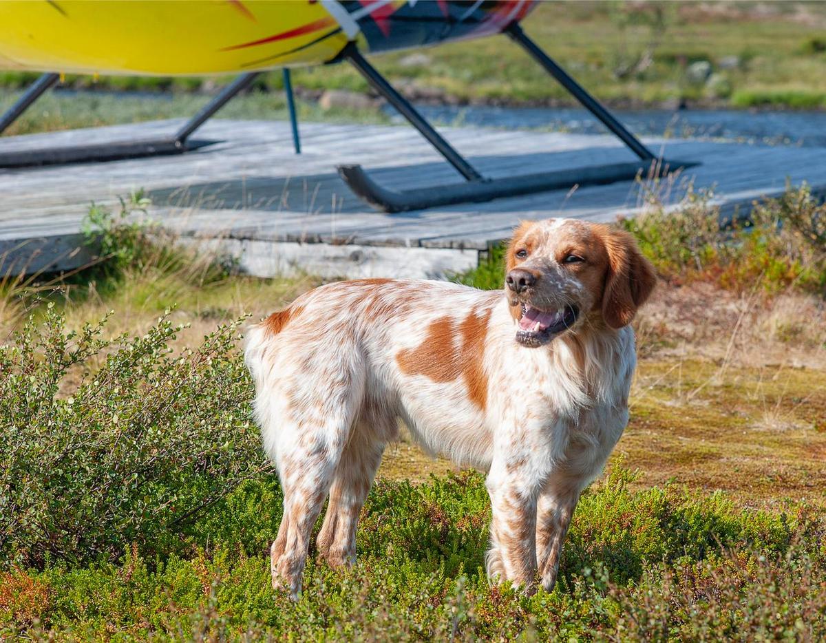 YAHONT ROKKI | Brittany 