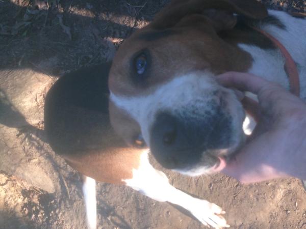 Burks White-Post Wally | Treeing Walker Coonhound 