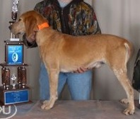 Timberjack Log Chain | American English Coonhound 