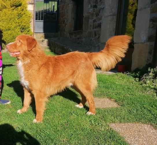 Onza de Oro Boatswain Canis Amicus | Nova Scotia Duck Tolling Retriever 