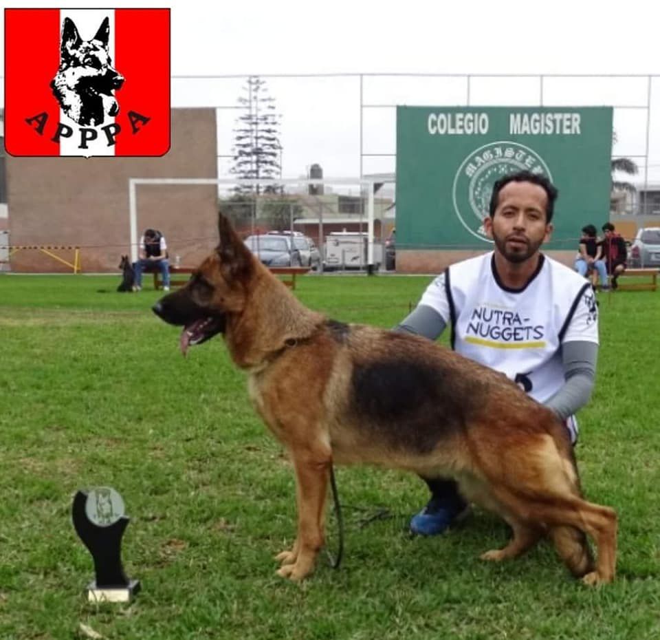 RUSTICA VON AUG VASBEN | German Shepherd Dog 