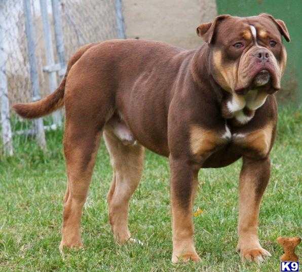 Bullforce Capone | Olde English Bulldogge 