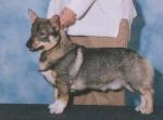 Fennican Zoltan Finnboy | Swedish Vallhund 