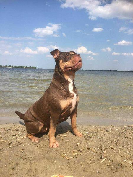 Bigbiggerbulls 'J-Lo | Olde English Bulldogge 