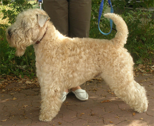 Iron Maik Of The Red Meadows | Soft Coated Wheaten Terrier 