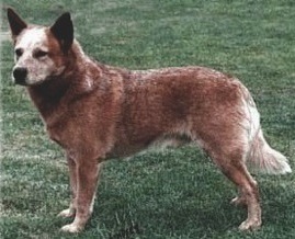 Landmaster U'Sundowner | Australian Cattle Dog 