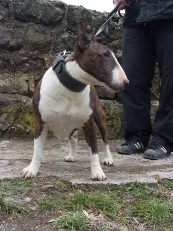 Lankák-Ore Abai Grácia | Bull Terrier 