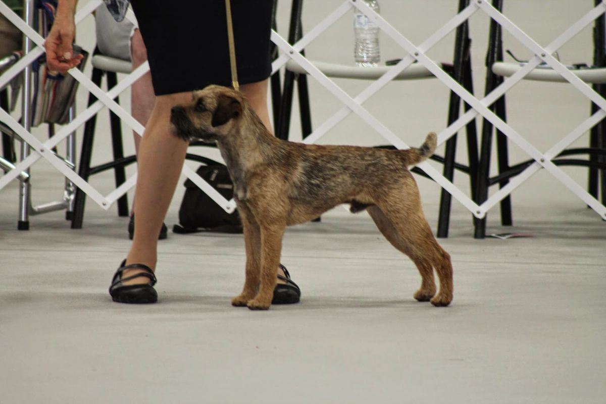 Firelands Heard It Thru The Grapevine at Silver Creek | Border Terrier 