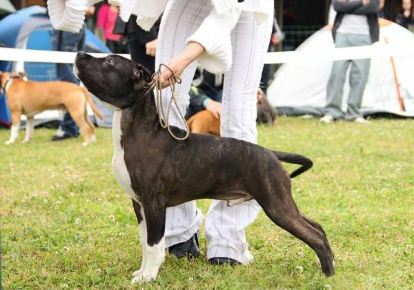 Tribal'Opus Jakarta | American Staffordshire Terrier 