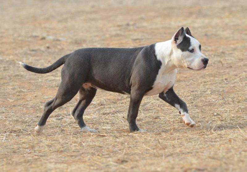 Pandora do American Argus | American Staffordshire Terrier 