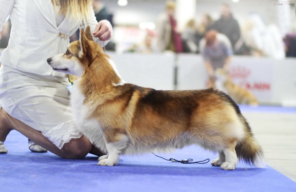 Knight Red Long Life | Pembroke Welsh Corgi 