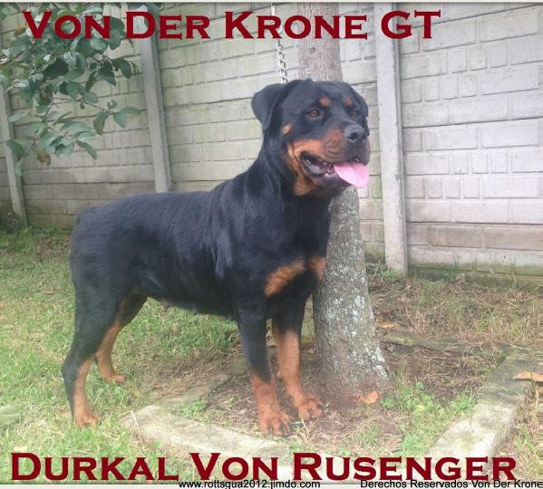 Durkal von rusenger | Rottweiler 