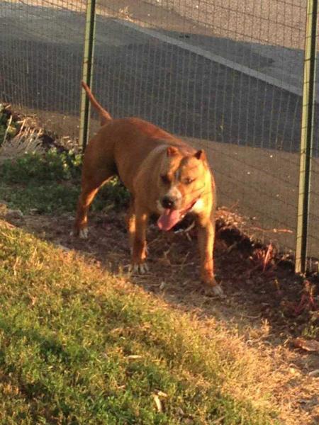 The Italianissimo's Let's Twist Again | American Staffordshire Terrier 