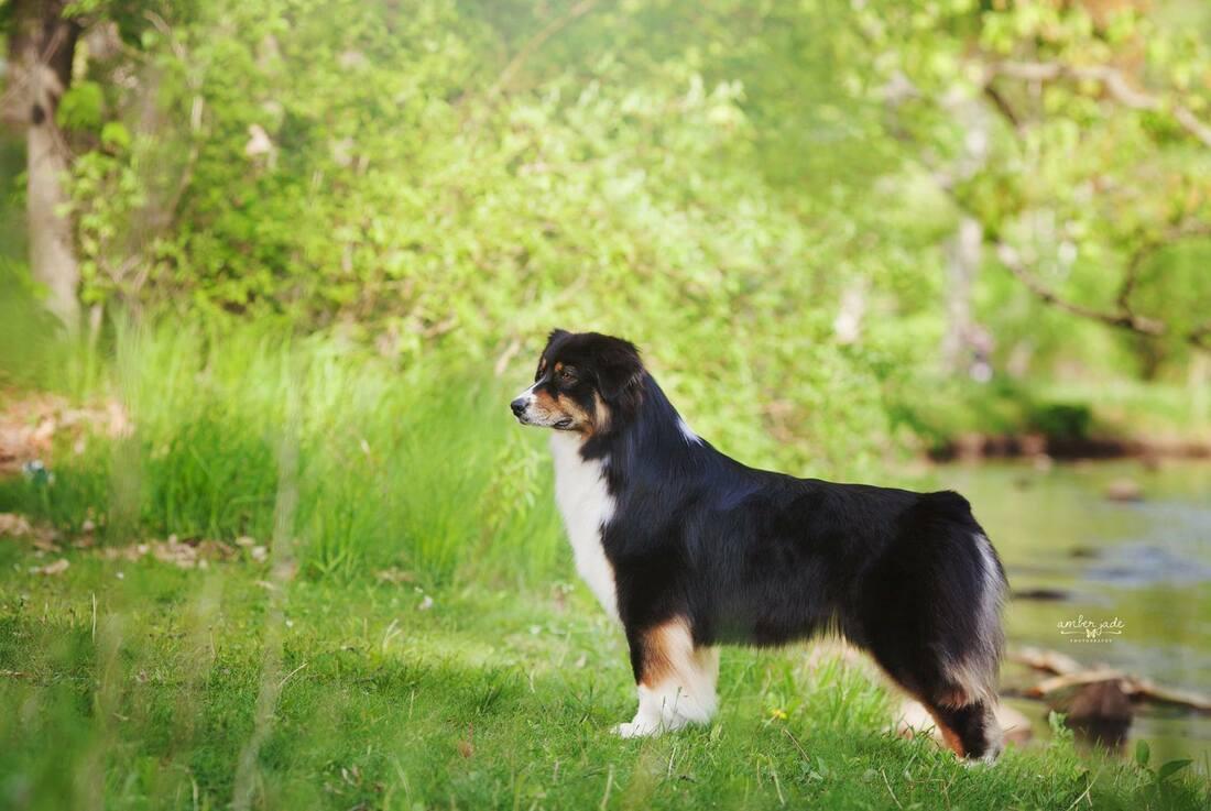 Aussberns Total Eclipse Of The Heart | Australian Shepherd 