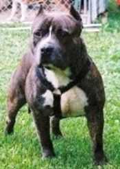 Razors Edge Pedee Wheatstrong | American Pit Bull Terrier 