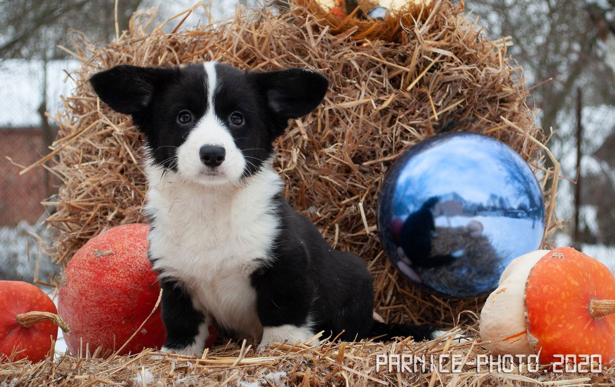 Coco Shanel | Cardigan Welsh Corgi 