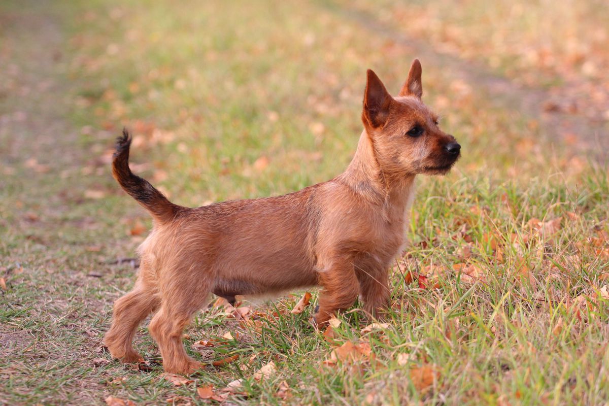 Xairo iz Zvezdnogo Grafstva | Australian Terrier 
