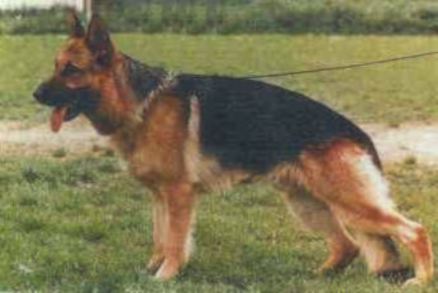 Gordon von Adeloga | German Shepherd Dog 