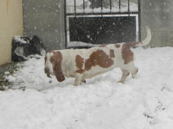 Guimauve du soir de lune | Basset Hound 