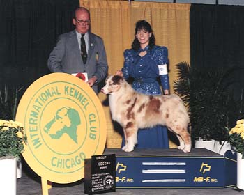 Thornapple Indian Outlaw | Australian Shepherd 