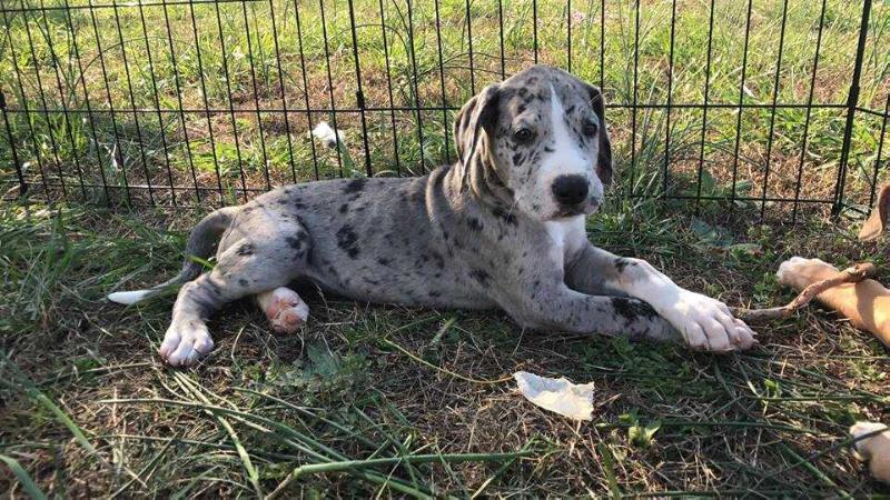 MJM Schon Samara | Great Dane 