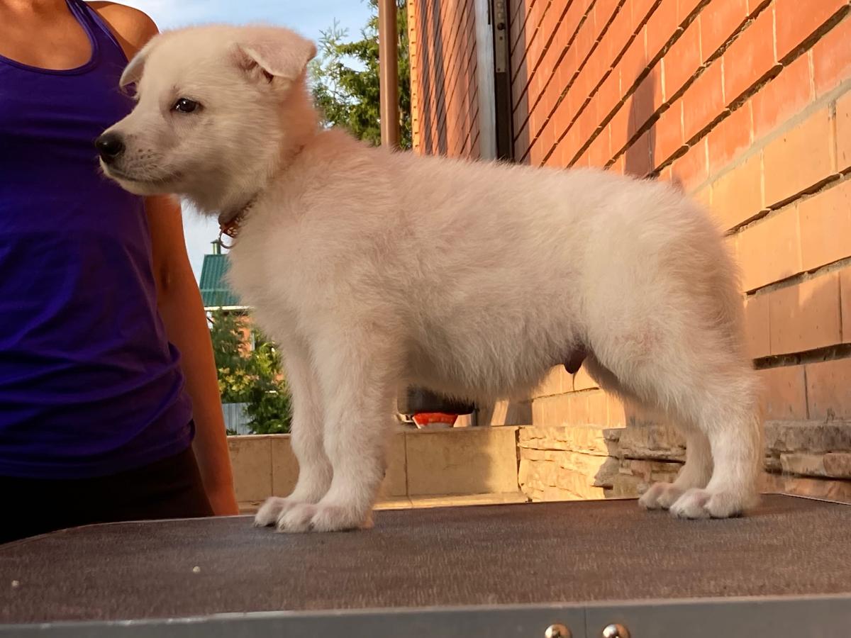 Nezhnoe Chudo Ot Big Hauz Hogwarts | White Swiss Shepherd Dog 