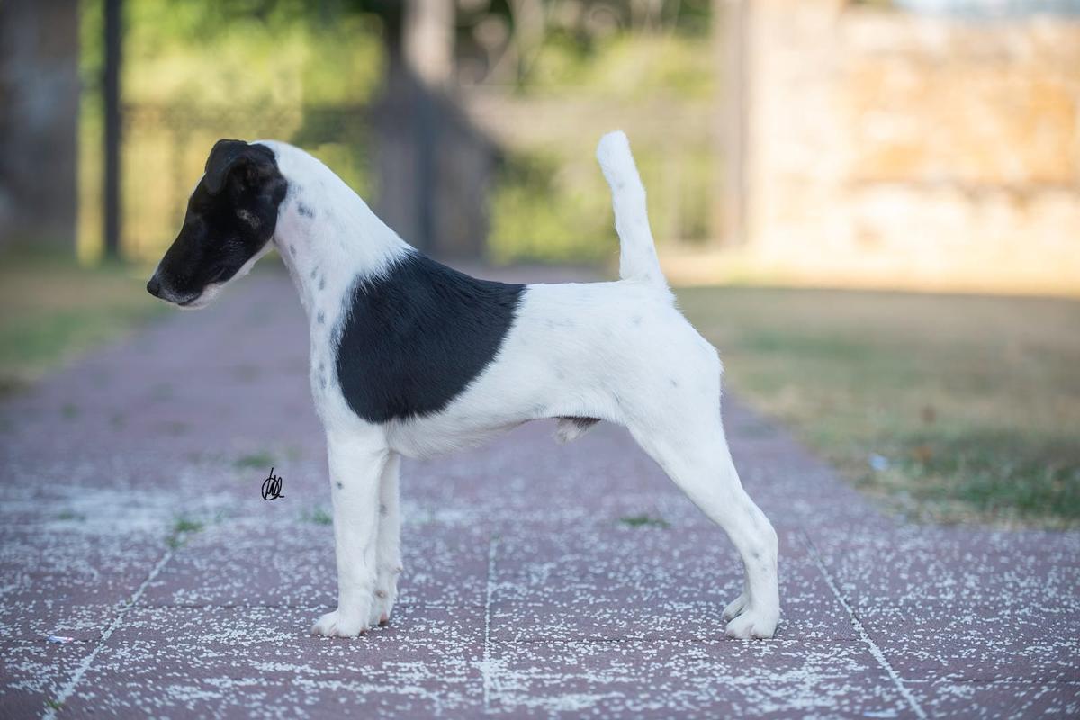 Rottriver's Carousel Man | Smooth Fox Terrier 