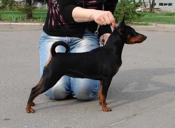 Mafia Iz Gratsiano | Miniature Pinscher 