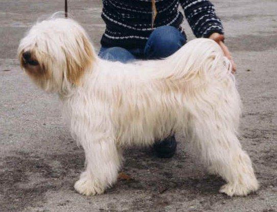 LULU BAMBABIBI | Tibetan Terrier 