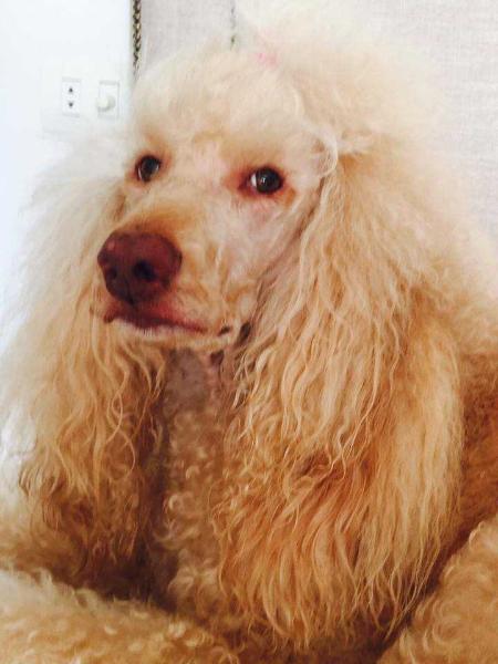 Melody Quindim | Poodle 