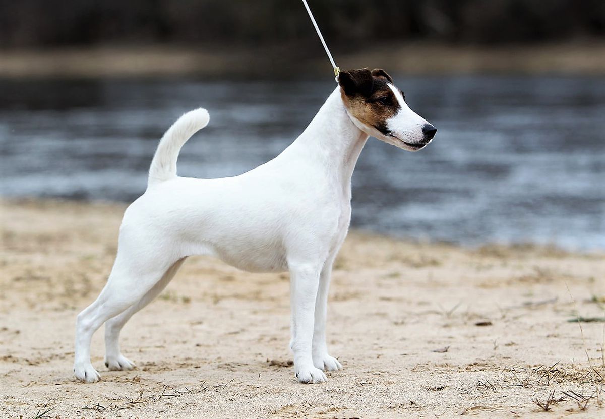 Pinnacle Amanda To Kanix | Smooth Fox Terrier 
