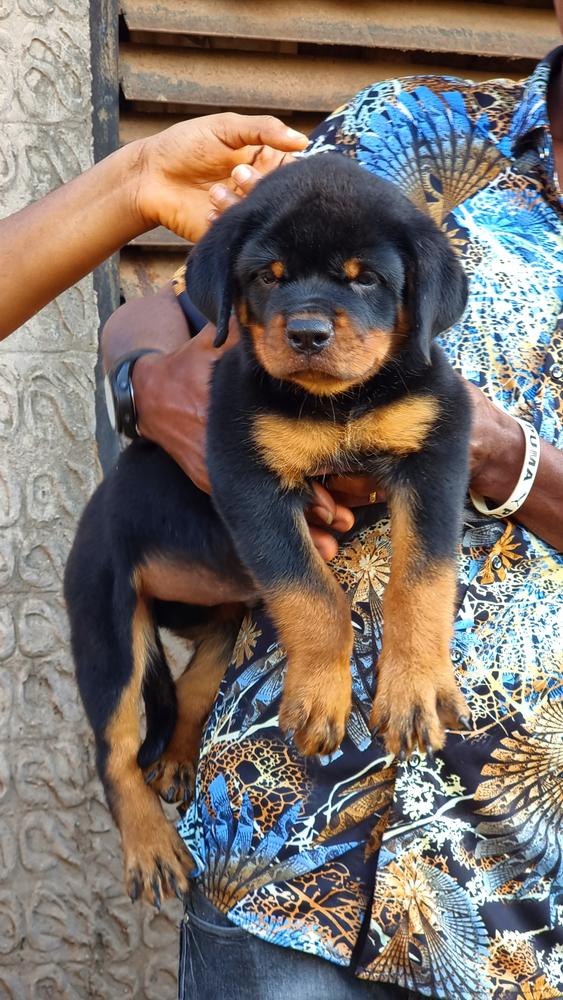 Agus Vh Rado | Rottweiler 