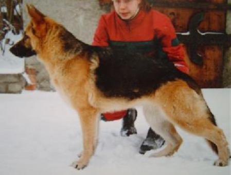 Fearless Heart Pascale | German Shepherd Dog 