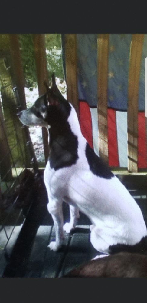 BLUE | Rat Terrier 