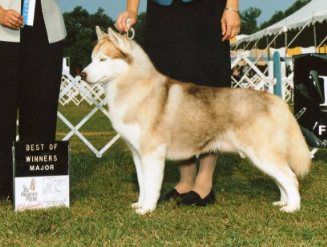 Casey N' Top Gun's Hukuna Matata | Siberian Husky 