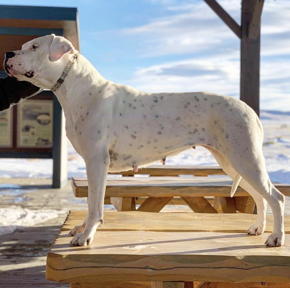 Absolut Cerulean | Argentine Dogo 