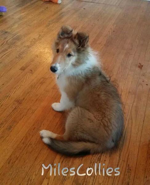 Miles' A Touch of Prarie Wheat | Rough Collie 