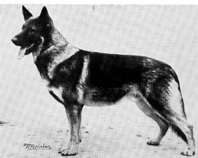 Lork von der Felsenkluft | German Shepherd Dog 