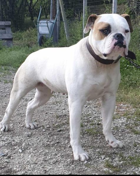 Venezia's SASCHA | American Bulldog 