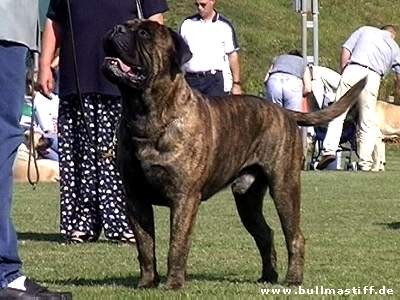 Tornetto vom Frankental | Bullmastiff 