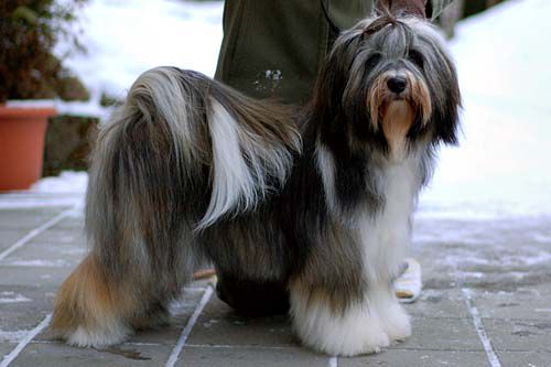 HALLELUJAH BEN MAZAR-I-SHARIF | Tibetan Terrier 