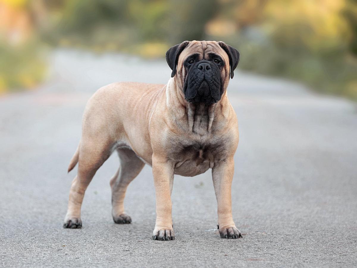 DANZA KUDURO Amber Dream | Bullmastiff 