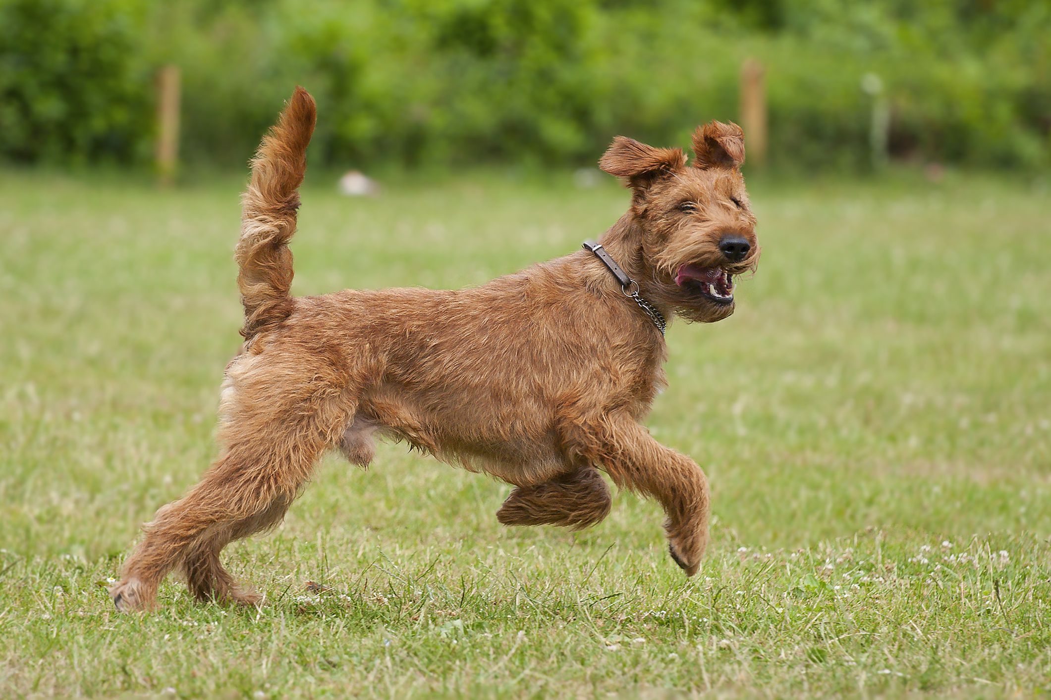 Irish Terrier