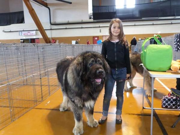 Vostok Transylvania Giant | Caucasian Mountain Dog 