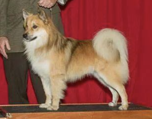 Glacier Points El Capitan | Icelandic Sheepdog 