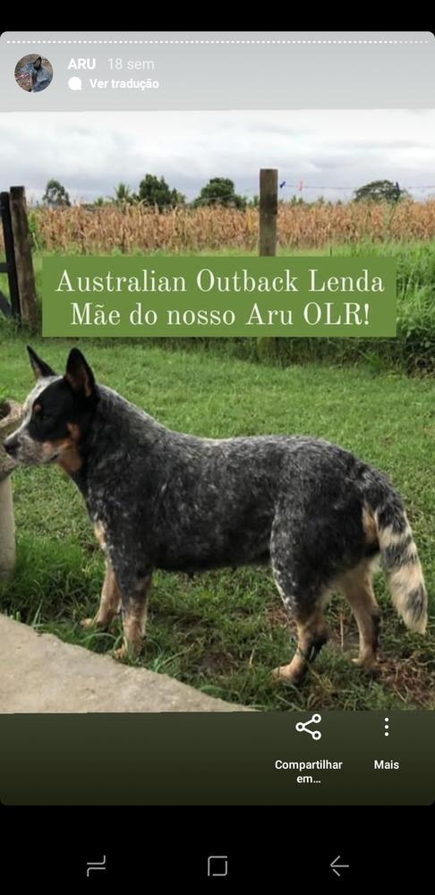 Australian Outback Lenda | Australian Cattle Dog 