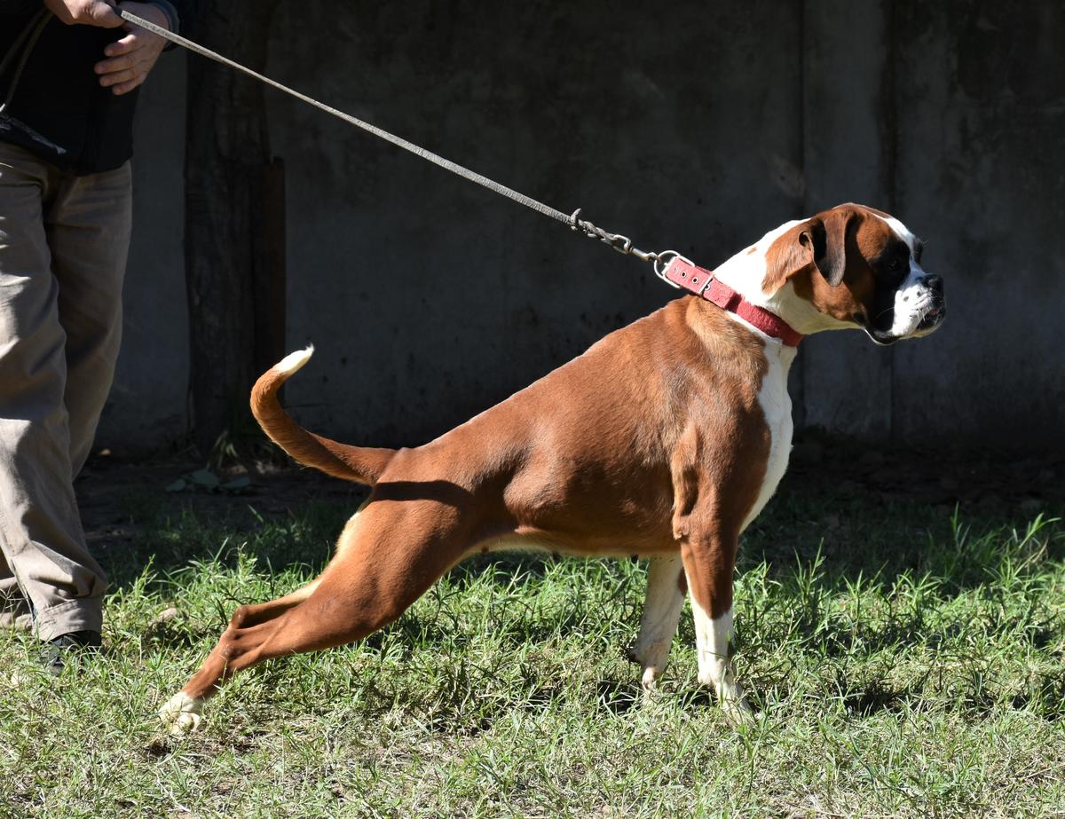 Tala Mbareté | Boxer 