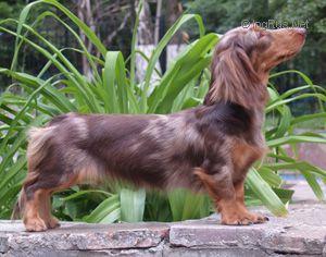 Golden Dakshaund Fiesta | Dachshund 