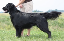 Wyndswept's Invincible | Flat-Coated Retriever 